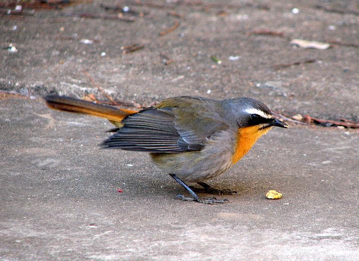 Janfrederik eet kaas.JPG